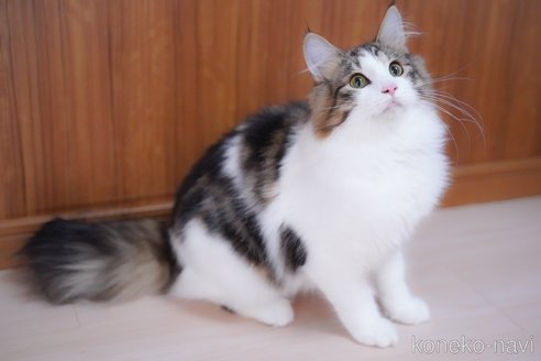 成約済の愛知県のノルウェージャンフォレストキャット-95371の5枚目